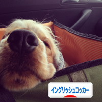 にほんブログ村 犬ブログ イングリッシュコッカースパニエルへ