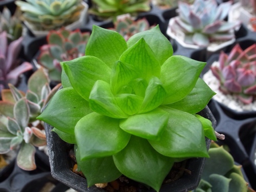 ただ何となく流れでハオルチアを紹介します がんばれ北向きガーデン Succulent Life