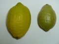 レモン2