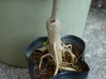接木根本