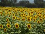 0818sun.jpg