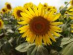 20110818sun.jpg