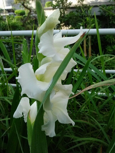 fc2_2013-07-23_22-22-24-226.jpg
