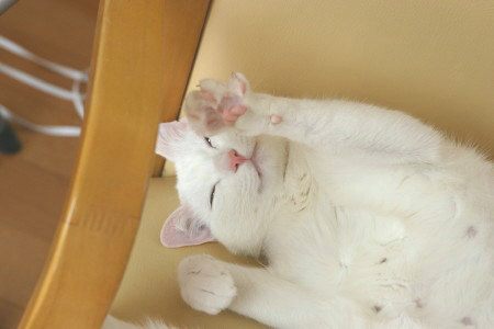 IMG_0439_1_20110928202349.jpg