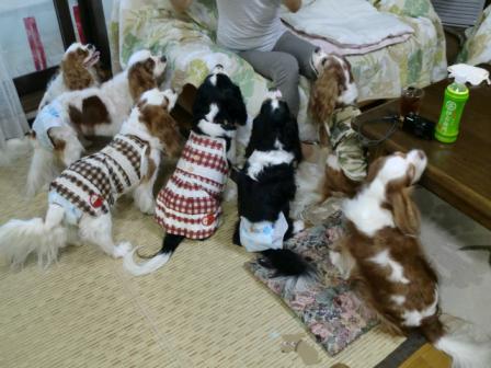 おやつに群がる軍団
