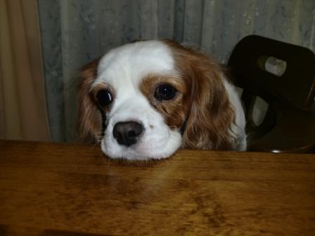 テーブルの食べ物に釘付けのココロ