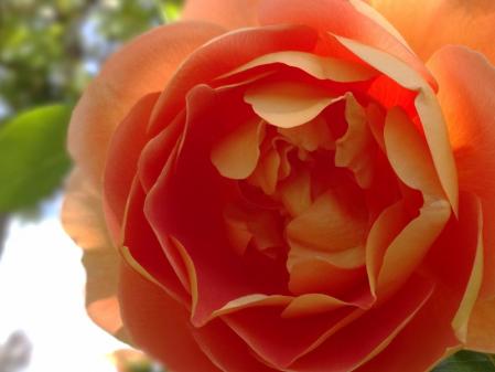 DSC06067 (800x600)