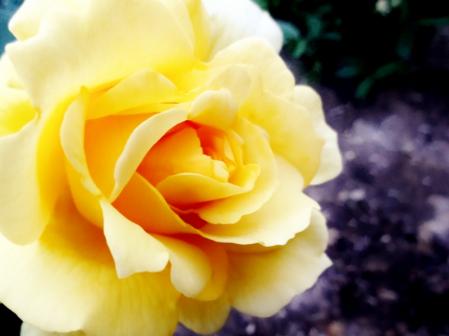 DSC06146 (800x599)