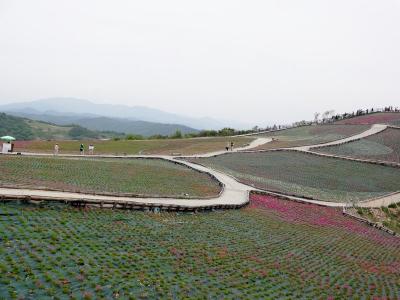 DSC06846 (800x600)
