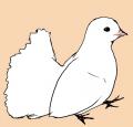hato3.jpg