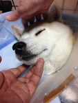 ダブルなでなで