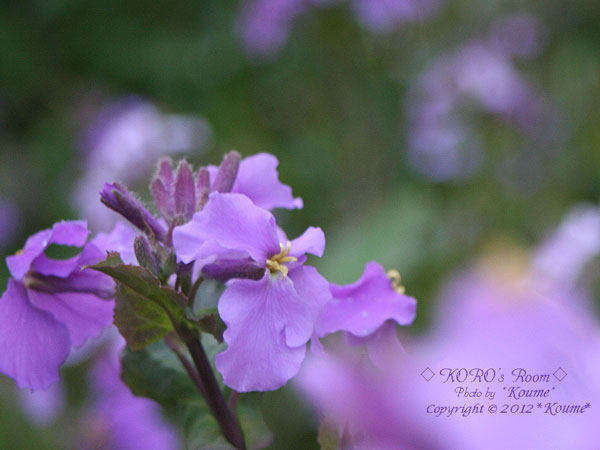 大根の花