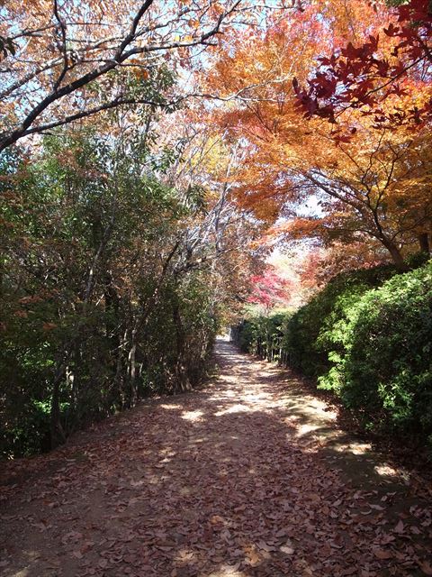 嵐山公園の散歩道