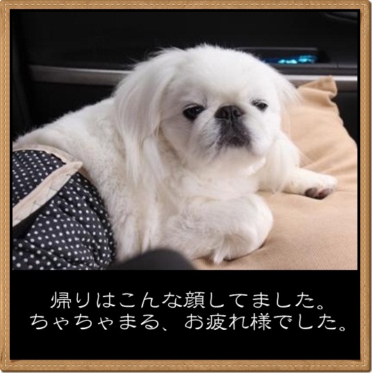 9_20120427172020.jpg