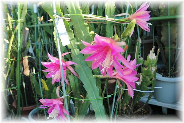 IMG_0003A4.jpg
