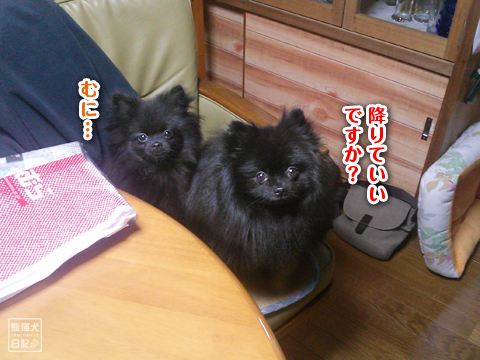 20130211_真熊&志熊3