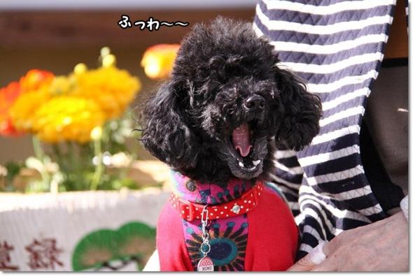 箱崎宮 ぼたん祭り