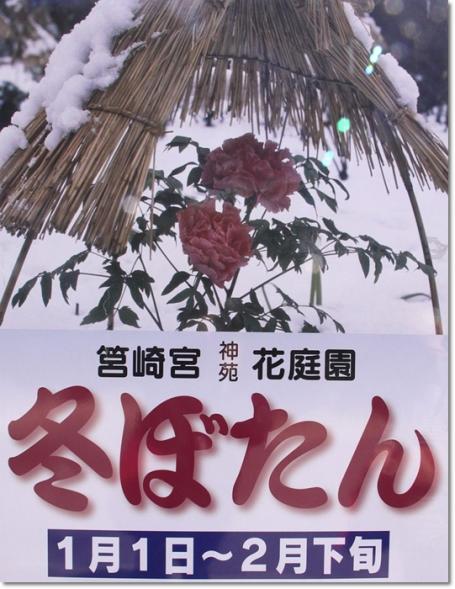 箱崎宮 ぼたん祭り