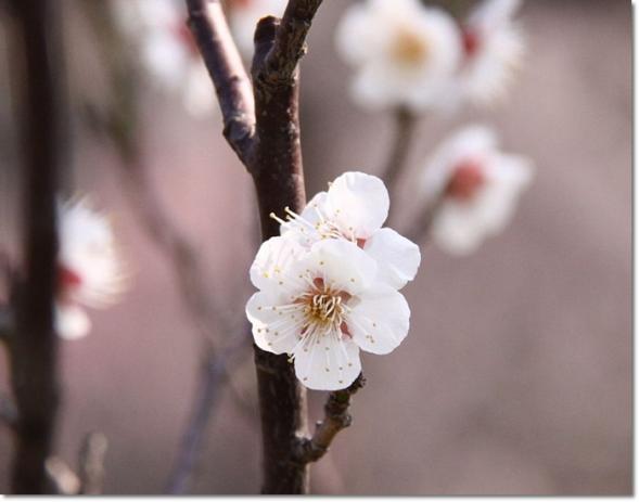 花 梅
