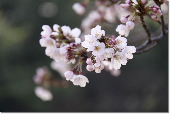 桜 満開 大池公園