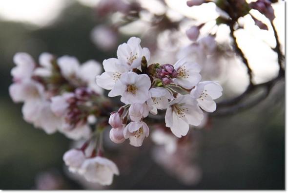 桜 満開 大池公園