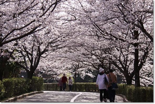 桜 満開 大池公園