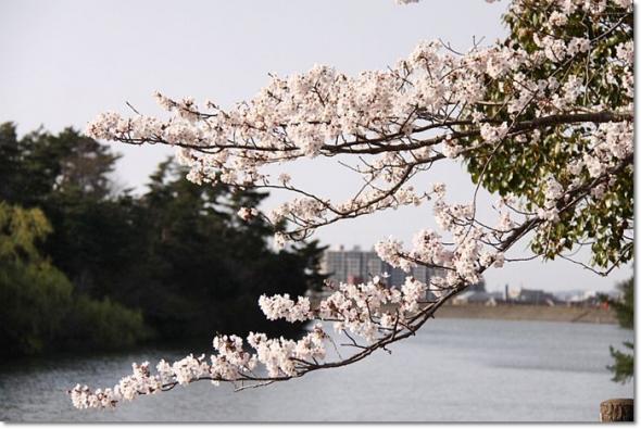 桜 満開 大池公園