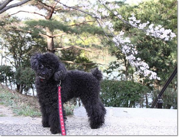 桜 満開 大池公園