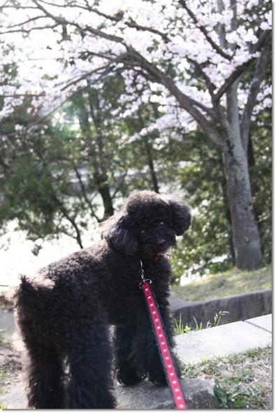 桜 満開 大池公園