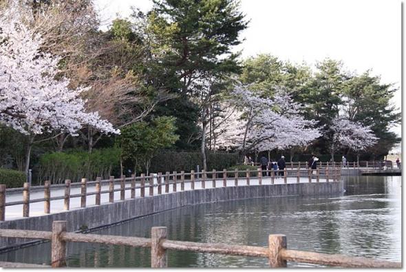 桜 満開 大池公園