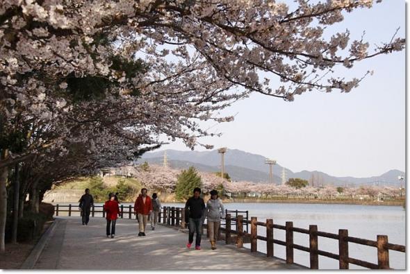 桜 満開 大池公園