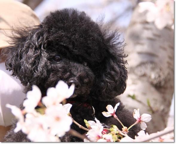 桃と桜
