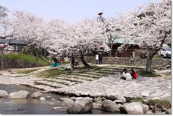 桜見物 不入道 中島公園