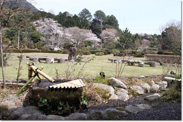 桜見物 やまもも