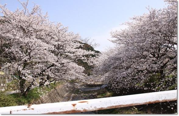 桜見物 やまもも