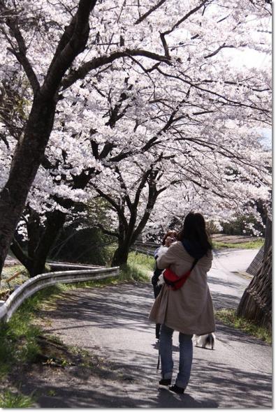 桜見物 やまもも