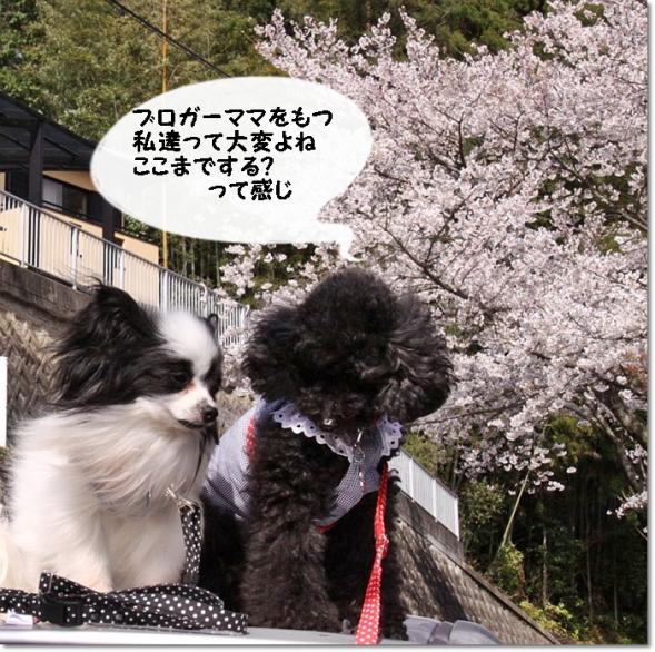 桜見物 やまもも 桜とコラボ