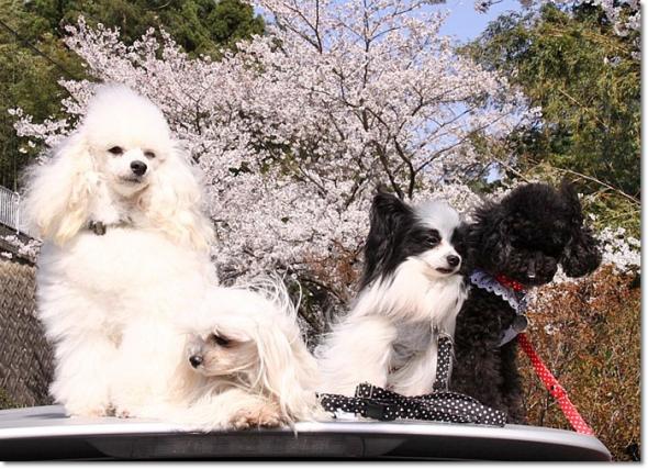 桜見物 やまもも 桜とコラボ 集合写真
