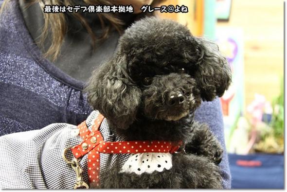 桜見物 サロングレース@