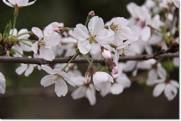 やまもも ランチ 桜