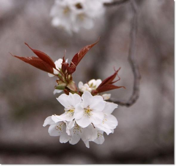 やまもも ランチ 桜