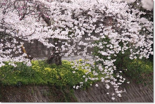 やまもも ランチ 桜