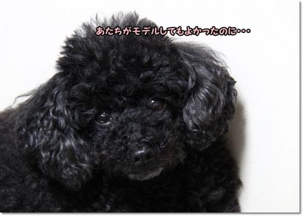 サロングレース 取材