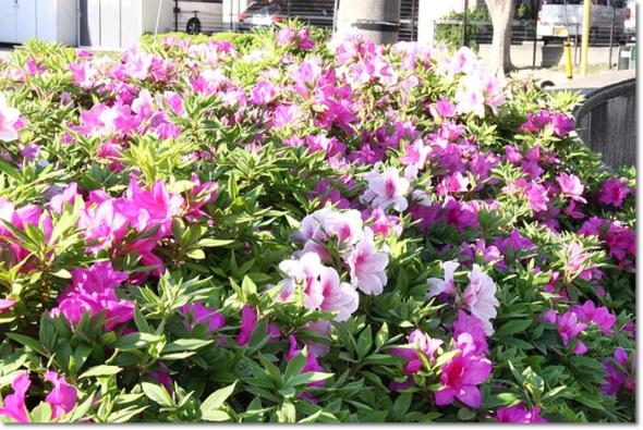 お散歩 4月26日
