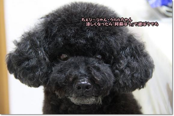 ちぇりんこさんから 木の実のフルーツケーキ