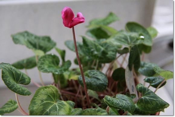 ルカちゃんの花