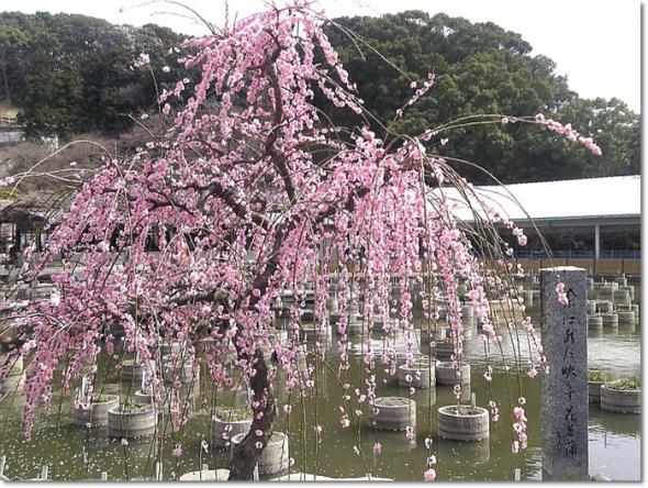 お彼岸 天満宮 枝垂れ梅