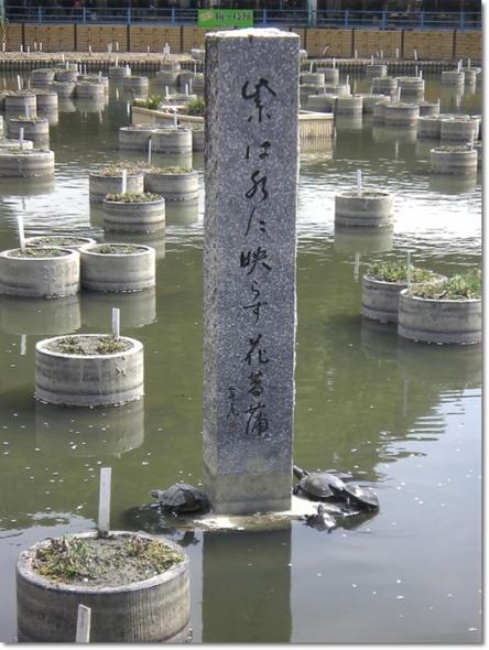 お彼岸 天満宮 枝垂れ梅