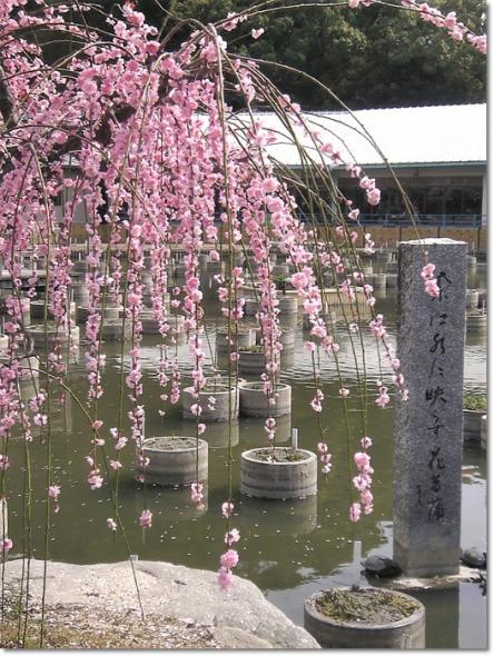 お彼岸 天満宮 枝垂れ梅
