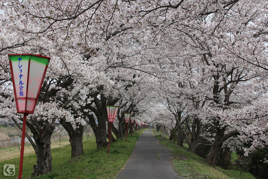 三刀屋川河川敷の桜 くろたきさんぽ 黒滝山歩